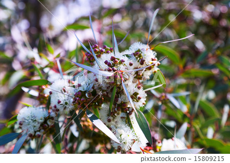 Closeup of  blossoming soap mallee plant 15809215