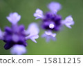 薰衣草 15811215