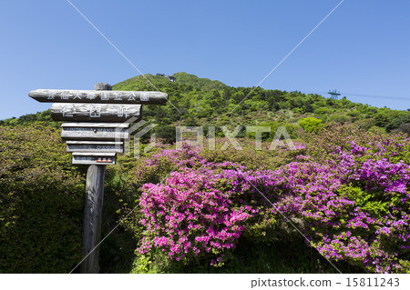 Miyama Azalea at Nitada Pass 15811243