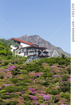 Nitada Pass的Miyama Azalea 15811250
