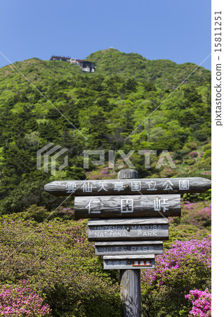 Nitada Pass的Miyama Azalea 15811251