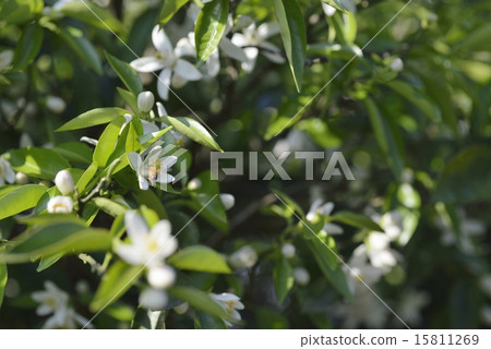 蜜蜂和柚子花 15811269