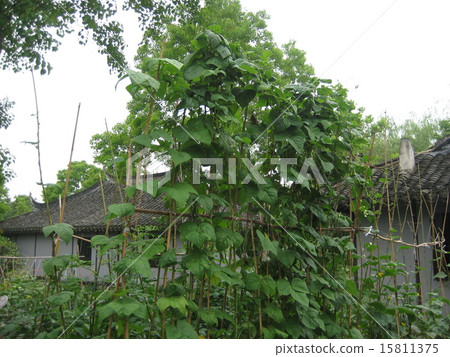 中國農村的風景 15811375