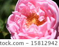 Roses 15812942