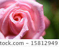 Roses 15812949