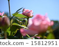 Roses 15812951