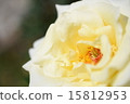 Roses 15812953