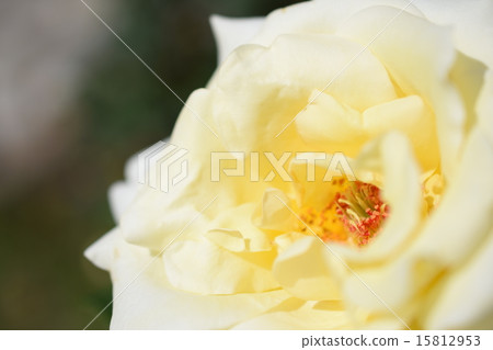 Roses 15812953