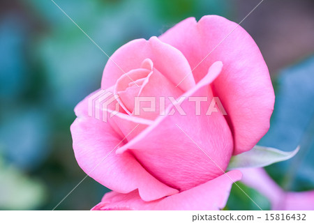 這是一朵淡粉色的玫瑰。 這是一朵淡粉色的玫瑰。 15816432