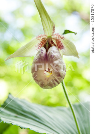 Affiliation 15817876