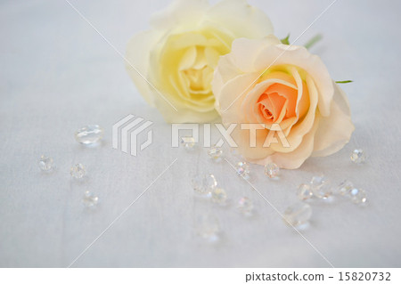 Rose French Race and Iceberg 15820732