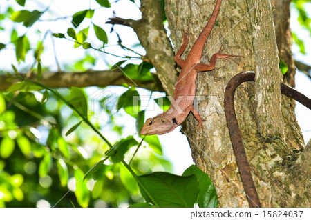 Chameleon 15824037