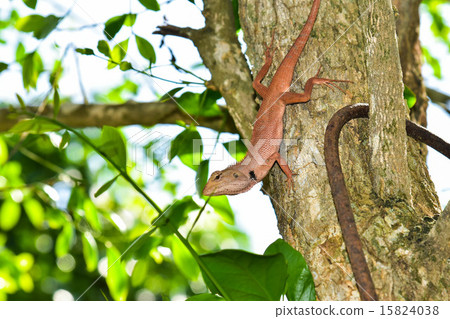 Chameleon Chameleon 15824038