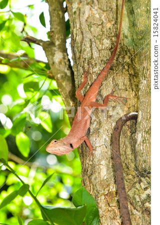 Chameleon Chameleon 15824041
