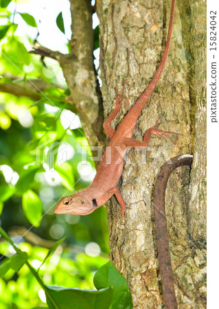 Chameleon Chameleon 15824042