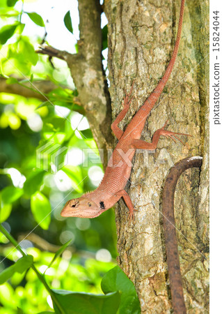 Chameleon Chameleon 15824044