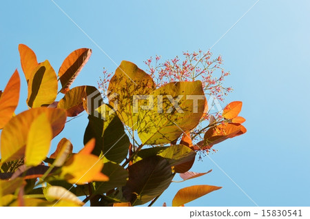 Smoke tree Smoke tree 15830541