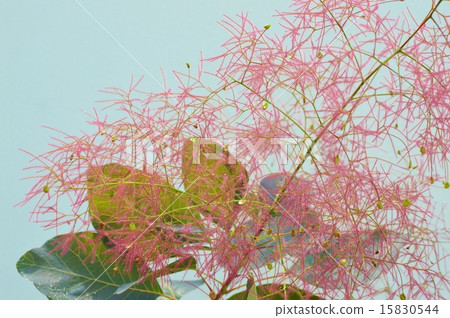 煙樹 煙樹 15830544