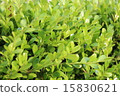 Boxwood 15830621
