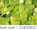 Boxwood 15830622