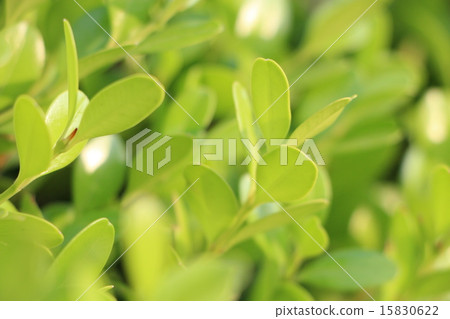 Boxwood 15830622