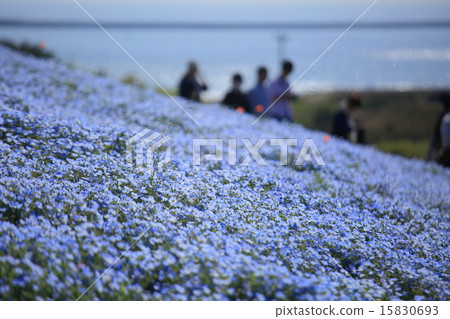 尼莫菲拉山 15830693