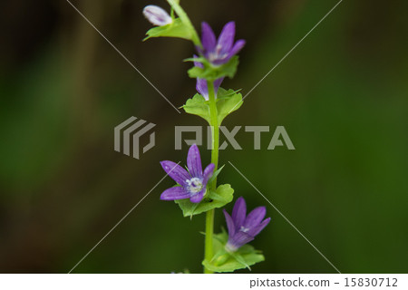 Flying snow Flying snow 15830712