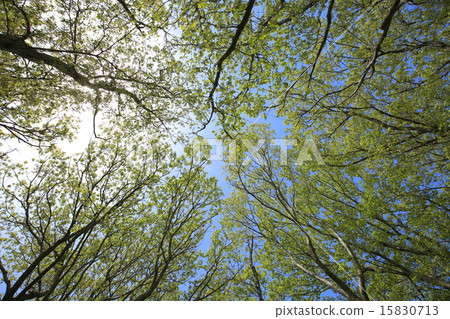 Row of fresh green trees 15830713
