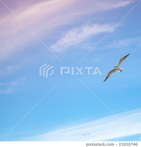 Seagulls flying on bright cloudy sky background 15830746