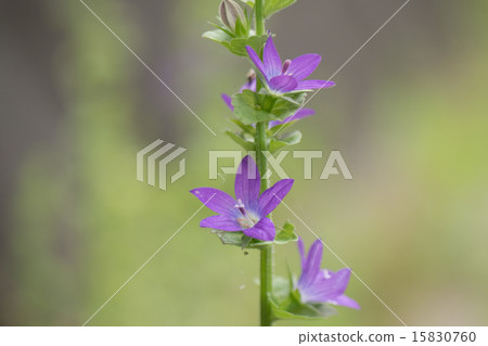 Flying snow 15830760