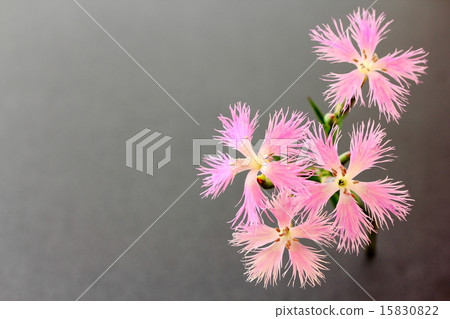 Kawaranadesico 15830822