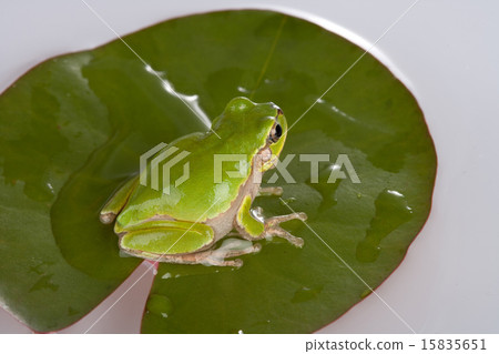 Actual Image Icon 387 Actual Image Icon 387 15835651