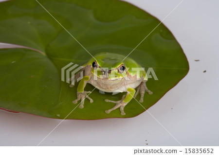 Actual Image Icon 388 15835652