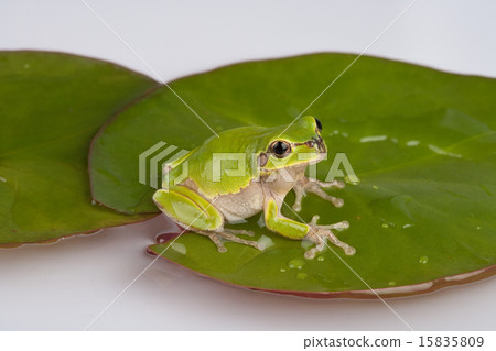 Actual Image Icon 393 15835809