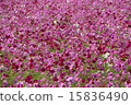  Cosmos field 15836490