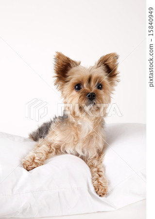 Pet Dogs pho141_052 15840949