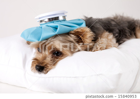 Pet Dogs pho141_056 15840953