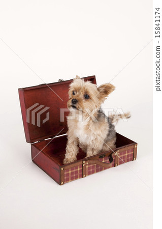 Pet Dogs pho141_001 Pet Dogs pho141_001 15841174