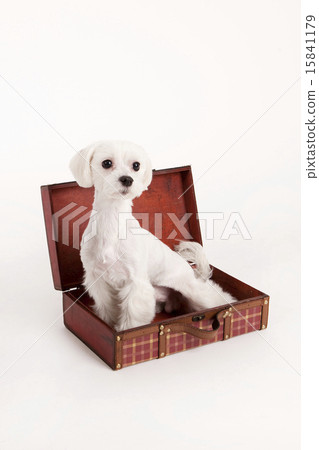 Pet Dogs pho141_003 Pet Dogs pho141_003 15841179