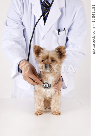 Pet Dogs pho141_022 Pet Dogs pho141_022 15841181