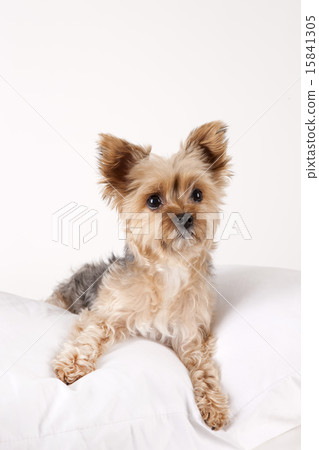 Pet Dogs pho141_050 Pet Dogs pho141_050 15841305
