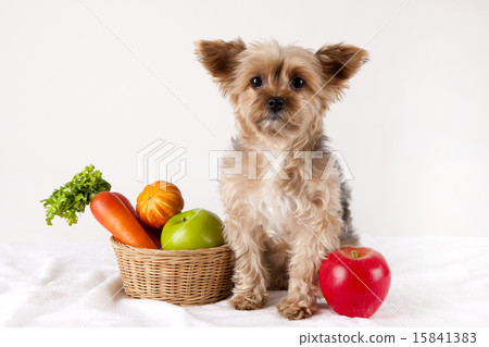 Pet Dogs pho141_098 Pet Dogs pho141_098 15841383