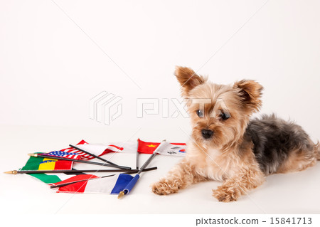 Pet Dogs pho141_139 Pet Dogs pho141_139 15841713
