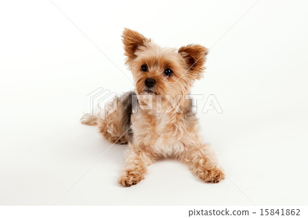 Pet Dogs pho141_200 Pet Dogs pho141_200 15841862