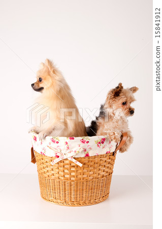 Pet Dogs pho141_145 Pet Dogs pho141_145 15841912