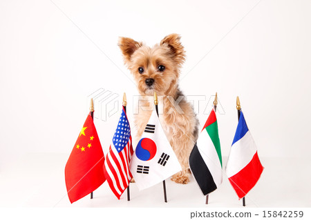 Pet Dogs pho141_142 Pet Dogs pho141_142 15842259