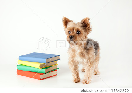 Pet Dogs pho141_117 15842270