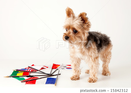 Pet Dogs pho141_138 Pet Dogs pho141_138 15842312