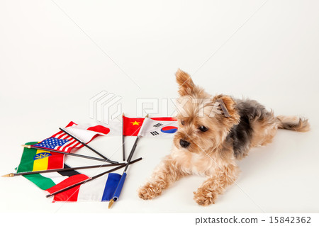 Pet Dogs pho141_140 Pet Dogs pho141_140 15842362