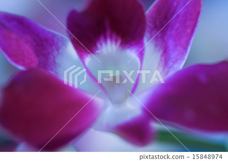 Orchid 15848974